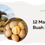 12 Manfaat Buah Sawo, Buah Eksotis dengan Khasiat yang Melimpah