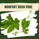 6 Manfaat Daun Pare, Khasiat Melimpah Dibalik Rasa Pahit